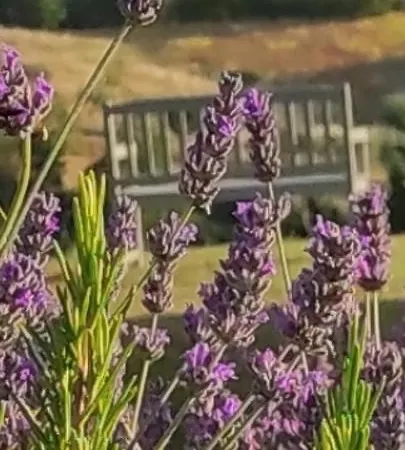 Cascina Artemisia *